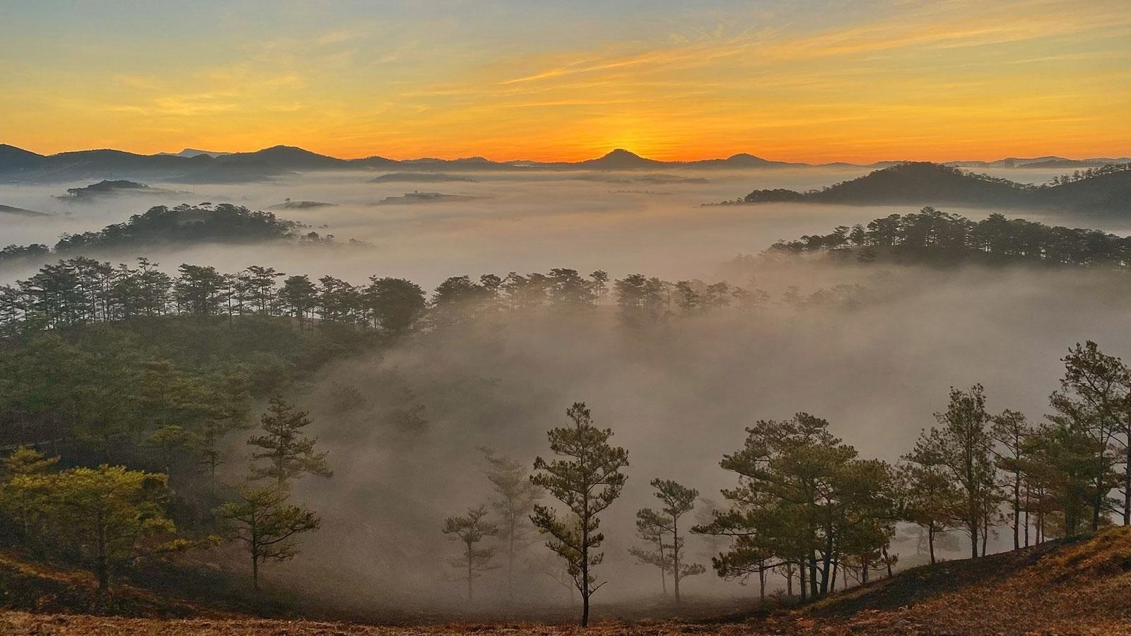 Rừng thông Bồ Bồ: Điểm dừng chân xanh mát giữa thiên nhiên yên bình gần Đà Nẵng