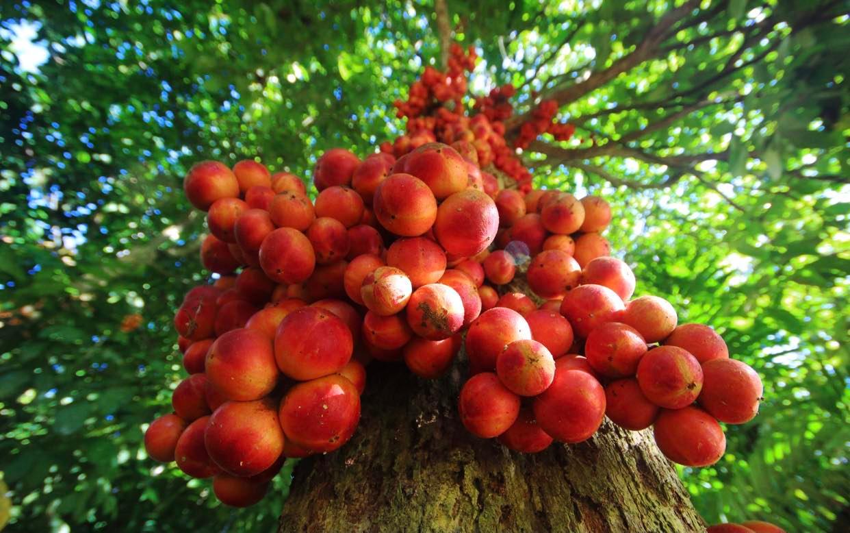 Làng cổ Lộc Yên có gì đẹp để trở thành điểm dừng chân đáng đi ở vùng trung du xứ Quảng?