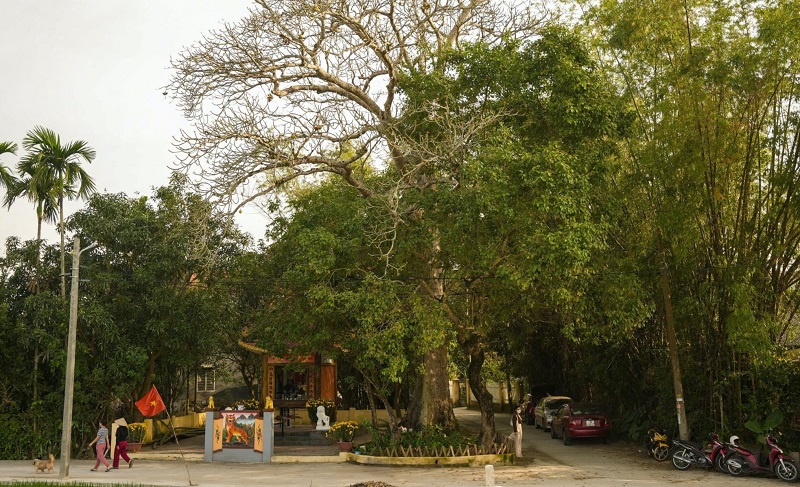 Làng cổ Phong Nam: Vì sao nơi này trở thành điểm đến mang đậm hồn quê giữa lòng Đà Nẵng?