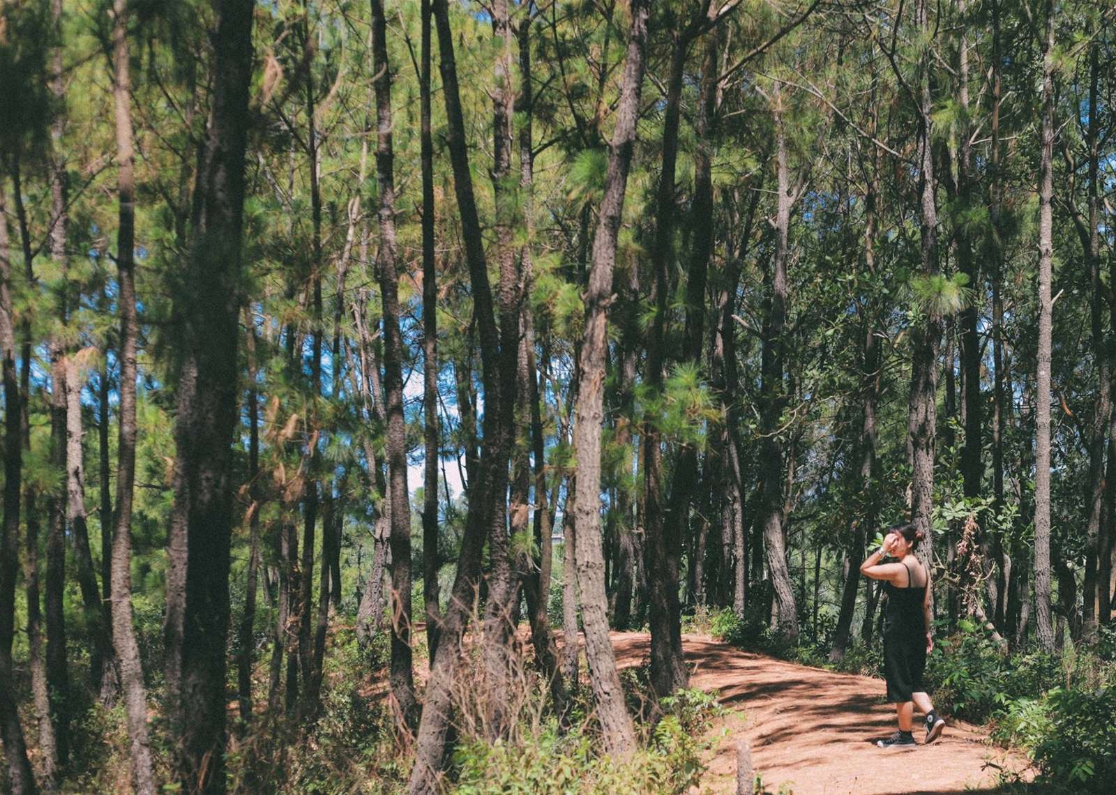 Rừng thông Bồ Bồ: Điểm dừng chân xanh mát giữa thiên nhiên yên bình gần Đà Nẵng