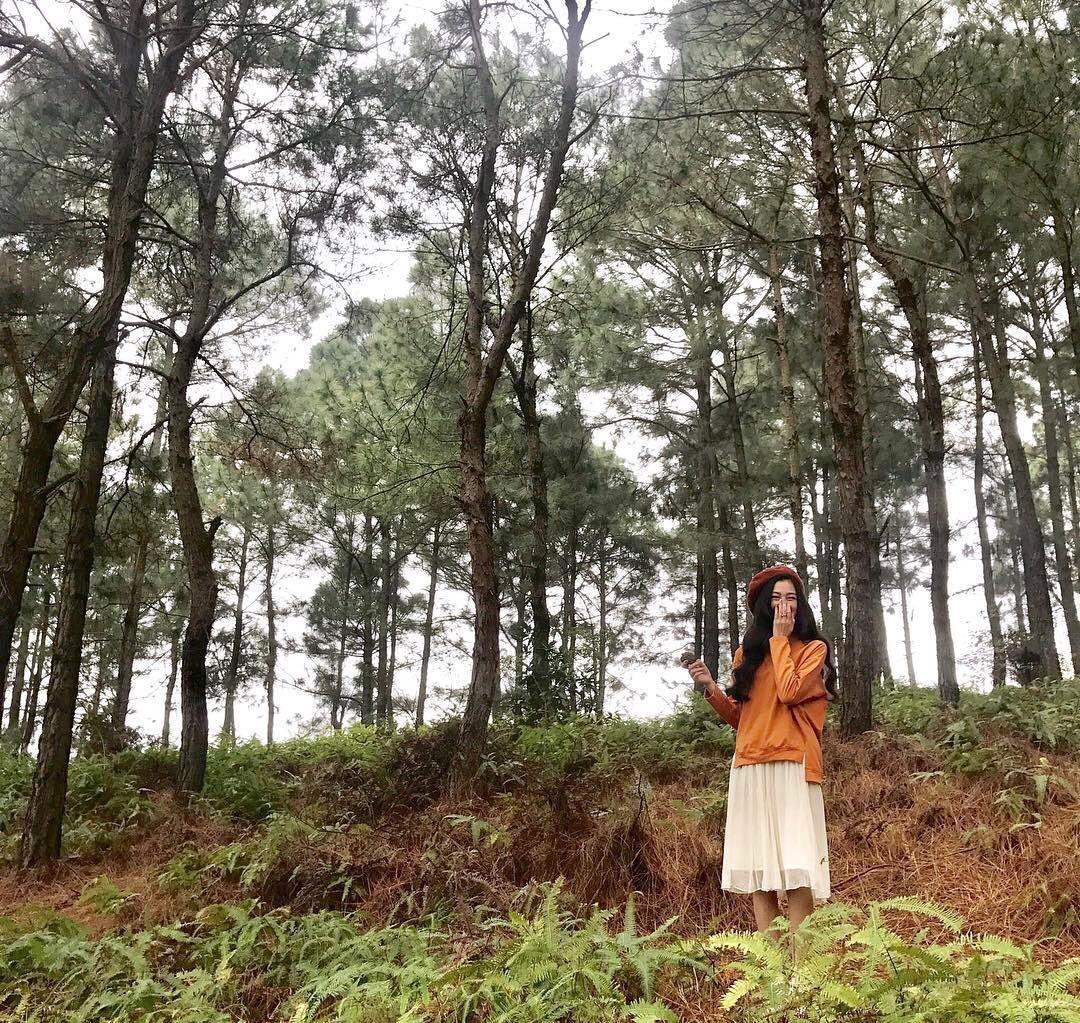 Rừng thông Bồ Bồ: Điểm dừng chân xanh mát giữa thiên nhiên yên bình gần Đà Nẵng