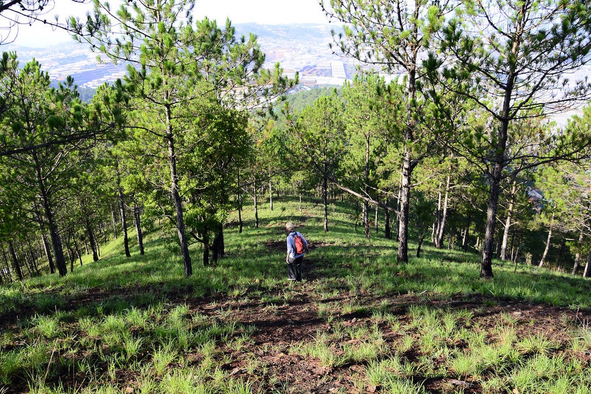 Rừng thông Bồ Bồ: Điểm dừng chân xanh mát giữa thiên nhiên yên bình gần Đà Nẵng